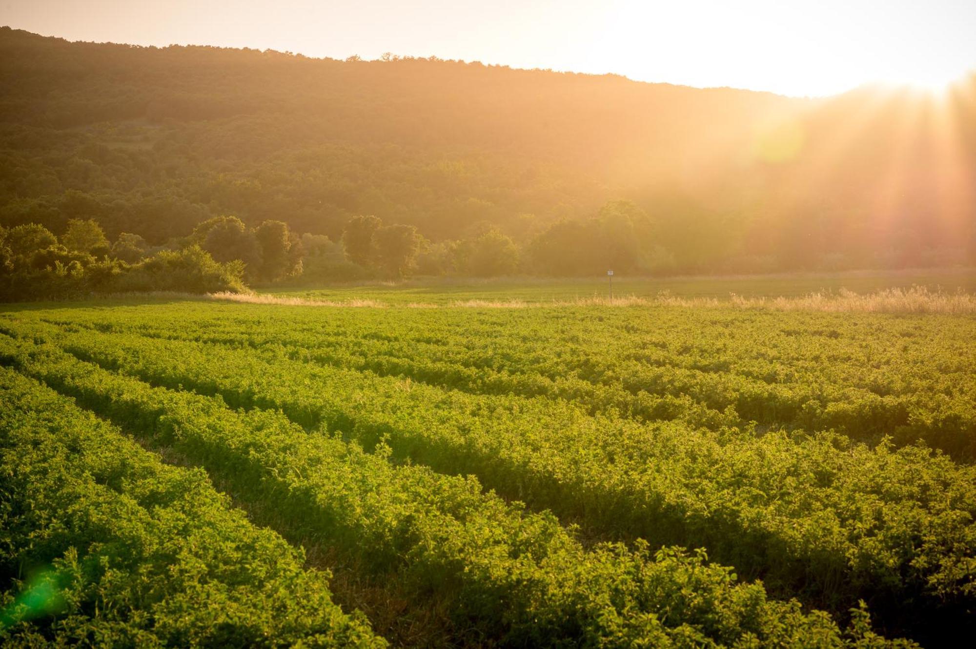 Vakantieboerderij Tenuta Il Cicalino Massa Marittima