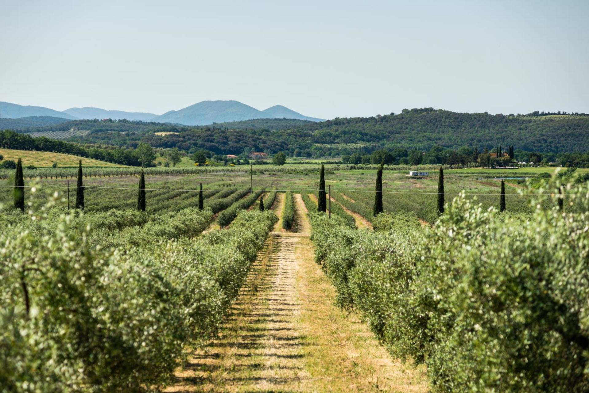Tenuta Il Cicalino * Massa Marittima